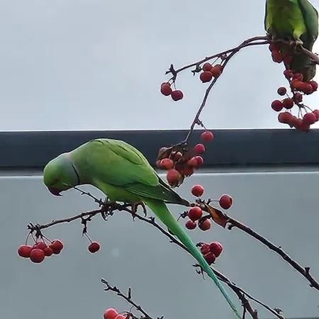 Verborgen Parel Aan De Rotte Appartement Rotterdam